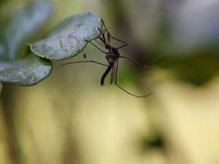 insect, macro, nature, animal, bug, green, wildlife, leaf, dragonfly, closeup, fly, grass, spider, close-up, wild, summer, mosquito, wing, grasshopper, black, wings, natural, close up, fauna, red