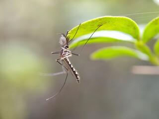 insect, macro, nature, animal, bug, green, wildlife, leaf, dragonfly, closeup, fly, grass, spider, close-up, wild, summer, mosquito, wing, grasshopper, black, wings, natural, close up, fauna, red