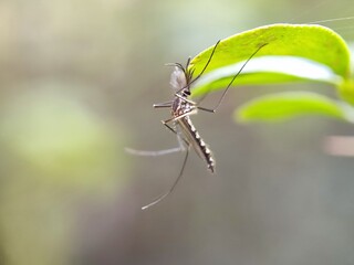 insect, macro, nature, animal, bug, green, wildlife, leaf, dragonfly, closeup, fly, grass, spider, close-up, wild, summer, mosquito, wing, grasshopper, black, wings, natural, close up, fauna, red