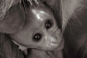 Closeup portrait of a baby monkey in the hug of its mother in grayscale