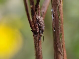 dragonfly on a tree