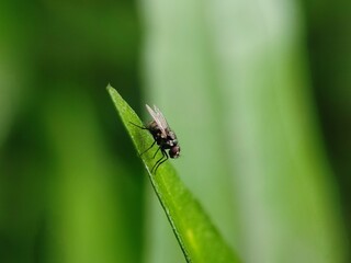 insect, nature, leaf, macro, bug, animal, spider, insects, closeup, ant, plant, close-up, fly, wildlife, wild, grass, flower, summer, brown, garden, beetle, small, pest, close, fauna