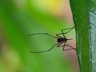insect, nature, leaf, macro, bug, animal, spider, insects, closeup, ant, plant, close-up, fly, wildlife, wild, grass, flower, summer, brown, garden, beetle, small, pest, close, fauna