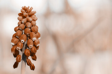 Grape Hyacinth toned in peach fuzz color. One flower Muscari close up on a blurred background with...
