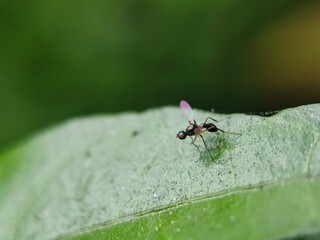 insect, nature, leaf, macro, bug, animal, spider, insects, closeup, ant, plant, close-up, fly, wildlife, wild, grass, flower, summer, brown, garden, beetle, small, pest, close, fauna