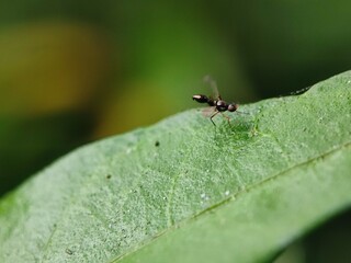 insect, nature, leaf, macro, bug, animal, spider, insects, closeup, ant, plant, close-up, fly, wildlife, wild, grass, flower, summer, brown, garden, beetle, small, pest, close, fauna