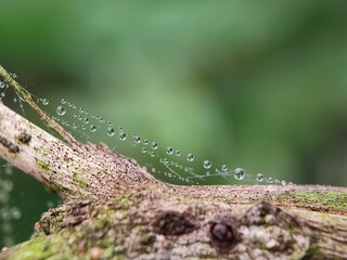 flower, plant, nature, spring, blossom, grass, tree, macro, leaf, branch, garden, summer, bloom, season, meadow, forest, beauty, close-up, blooming, flowers, flora, white, herb, botany