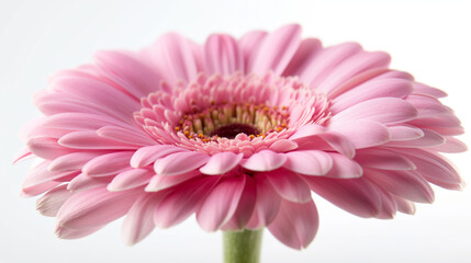 Pink Flower With White Background