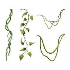 Different liana vine plants tropical set watercolor illustration isolated on white for realistic and detailed jungle designs © Elena Malgina