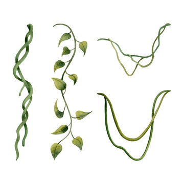 Different liana vine plants tropical set watercolor illustration isolated on white for realistic and detailed jungle designs