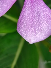 flower, nature, lily, plant, yellow, garden, bloom, orange, spring, blossom, flowers, beauty, leaf, flora, petal, floral, summer, beautiful, red, macro, petals
