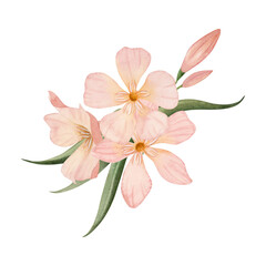 Simple pastel Oleander flowers with buds and leaves watercolor illustration isolated on white background. Peach pink color floral bouquet for wedding and tropical designs