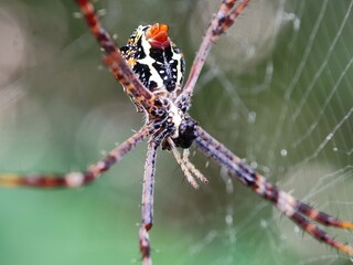 spider, insect, macro, nature, web, animal, bug, closeup, arachnid, wildlife, close up, garden, mosquito, net, cobweb, arachnophobia, dragonfly, predator, black, spiders, grasshopper, legs, hairy, ani