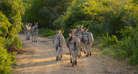 Zebras im Naturreservat Hluhluwe Nationalpark Südafrika - obrazy, fototapety, plakaty