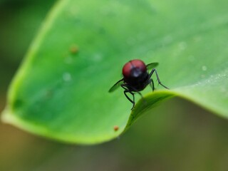 insect, fly, macro, nature, bug, animal, closeup, cicada, isolated, wildlife, wing, wings, close-up, leaf, detail, green, moth, small, white, brown, bee, summer, wasp, eye, eyes