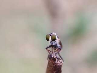 insect, fly, macro, nature, bug, animal, closeup, cicada, isolated, wildlife, wing, wings, close-up, leaf, detail, green, moth, small, white, brown, bee, summer, wasp, eye, eyes