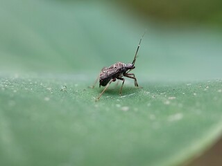 insect, fly, macro, nature, bug, animal, closeup, cicada, isolated, wildlife, wing, wings, close-up, leaf, detail, green, moth, small, white, brown, bee, summer, wasp, eye, eyes