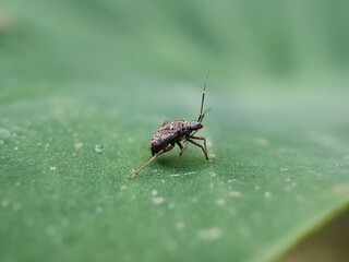 insect, fly, macro, nature, bug, animal, closeup, cicada, isolated, wildlife, wing, wings, close-up, leaf, detail, green, moth, small, white, brown, bee, summer, wasp, eye, eyes