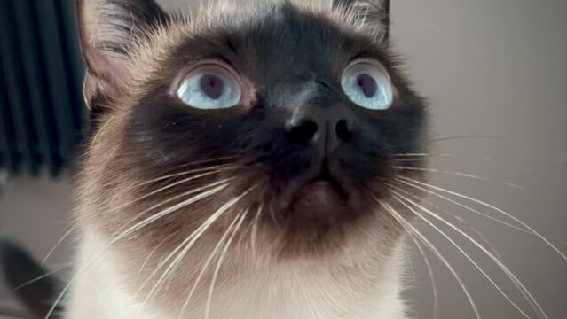 cat-closeupClose-up portrait of beautiful thai siamese cat with blue eyes color and twitching eye slow motion.