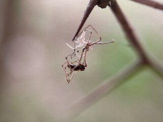spider, insect, macro, nature, web, animal, bug, closeup, arachnid, wildlife, close up, garden, mosquito, net, cobweb, arachnophobia, dragonfly, predator, black, spiders, grasshopper, legs, hairy, ani