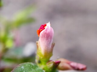 tulip, flower, spring, nature, plant, red, bloom, water, pink, flora, blossom, beauty, bud, flowers, garden, floral, tulips, isolated, leaf, macro, drop, white, fresh, petal, beautiful
