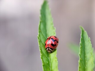 ladybug, insect, ladybird, nature, beetle, leaf, bug, macro, red, animal, grass, close-up, spring, black, garden, plant, summer, lady, closeup, spotted, small, animals, fly, insects, ecology