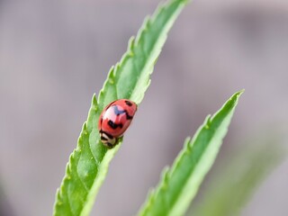ladybug, insect, ladybird, nature, beetle, leaf, bug, macro, red, animal, grass, close-up, spring, black, garden, plant, summer, lady, closeup, spotted, small, animals, fly, insects, ecology
