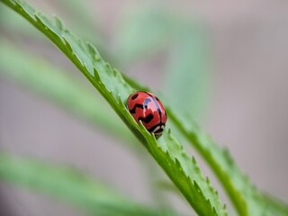ladybug, insect, ladybird, nature, beetle, leaf, bug, macro, red, animal, grass, close-up, spring, black, garden, plant, summer, lady, closeup, spotted, small, animals, fly, insects, ecology