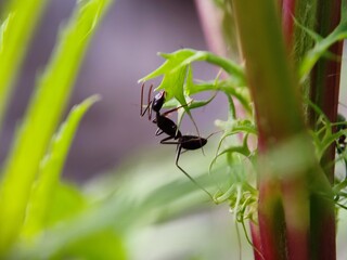 insect, macro, nature, bug, fly, leaf, beetle, animal, closeup, close-up, wild, wildlife, bee, plant, wasp, summer, insects, spider, fauna, brown, entomology, garden, small, grass, wing