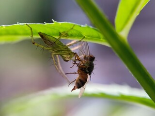 insect, macro, nature, bug, fly, leaf, beetle, animal, closeup, close-up, wild, wildlife, bee, plant, wasp, summer, insects, spider, fauna, brown, entomology, garden, small, grass, wing