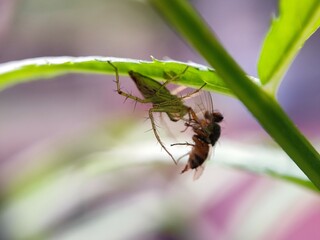 insect, macro, nature, bug, fly, leaf, beetle, animal, closeup, close-up, wild, wildlife, bee, plant, wasp, summer, insects, spider, fauna, brown, entomology, garden, small, grass, wing
