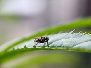 insect, macro, nature, bug, fly, leaf, beetle, animal, closeup, close-up, wild, wildlife, bee, plant, wasp, summer, insects, spider, fauna, brown, entomology, garden, small, grass, wing