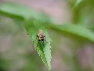 insect, macro, nature, bug, fly, leaf, beetle, animal, closeup, close-up, wild, wildlife, bee, plant, wasp, summer, insects, spider, fauna, brown, entomology, garden, small, grass, wing