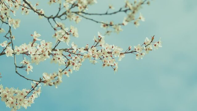 Blossom Plum Tree. White Cherry Plum Tree Blossom In Park. Romantic Background Of Spring.