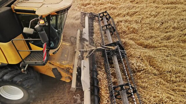 Corn harvesting in the corn field