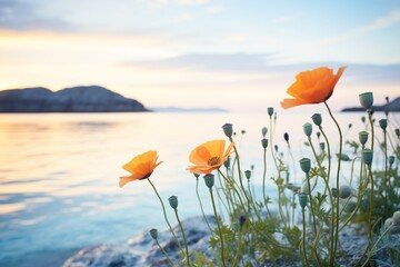 coastal poppies in front of calm sea at sundown