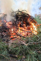 campfire in the forest