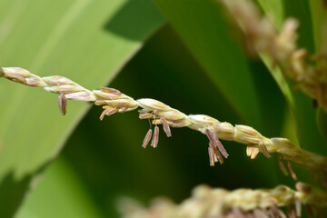 Sweetcorn flower