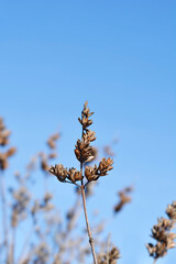 Pink lilac branch with seeds