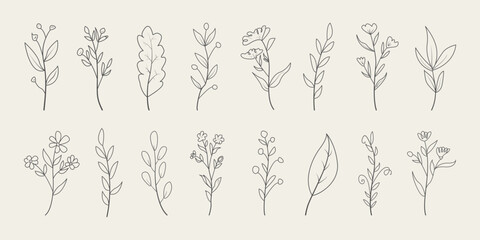Hand drawn floral branch and minimal leaves. Botanical line drawing vector.
