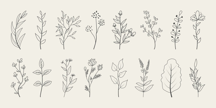 Set of floral botanical doodle. Hand drawn floral branches with leaves. 