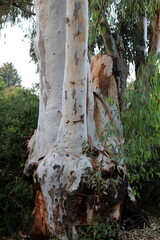 Texture of wood and tree bark in a city park.