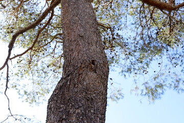 Texture of wood and tree bark in a city park.