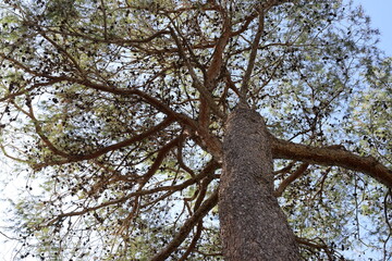 Texture of wood and tree bark in a city park.