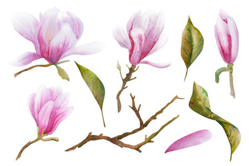 Watercolor illustration with blooming pink flowers and magnolia branches. Hand drawn magnolia.Spring or summer flowers for invitations, wedding or greeting cards for March 8,Women's Day,Mother's Day