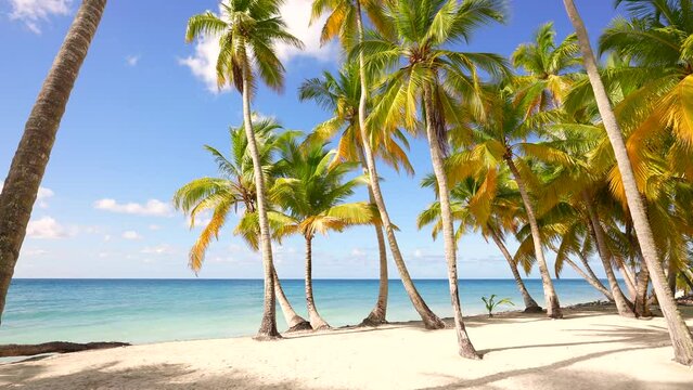 Palm island beach in Dominican Republic. Caribbean blue sea and green palms. Palm trees on a white sand beach. Caribbean blue sea under blue sky. Summer resort paradise island.