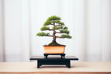 Foto op Plexiglas anti-reflex small bonsai tree in black rectangular pot in a minimalistic room © studioworkstock