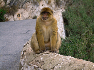 Macaque monkey in Gibraltar 