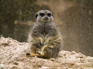 meerkat sat down