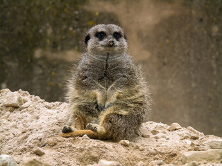 Fototapeta premium meerkat sat down
